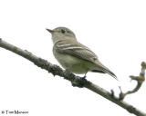 Least Flycatcher