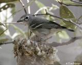 Plumbeous Vireo