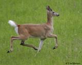 White tailed Deer