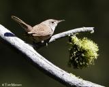 House Wren