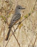 Ash-throated Flycatcher