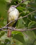 Sulphur-bellied Flycatcher