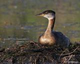 Red-necked Grebe