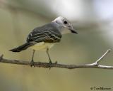 Ash-throated Flycatcher