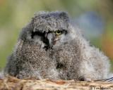 Great Horned Owl  (baby)