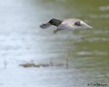 Black Tern