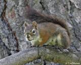  Red Squirrel