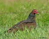 Turkey Vulture