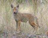  Coyote (pup)