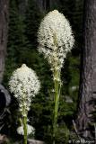  Beargrass