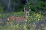 White tailed Deer