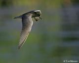 Black Tern