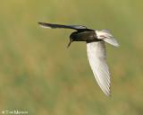 Black Tern