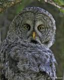 Great Gray Owl