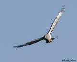 Northern Harrier