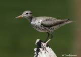 Spotted Sandpiper