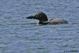 Common Loon