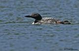 Common Loon