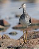 Greater Yellowlegs