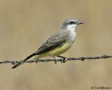 Western Kingbird