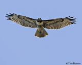 Red-tailed Hawk