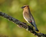 Cedar Waxwing