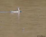 Red Phalarope