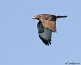Red-tailed  Hawk