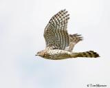 Coopers Hawk