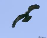 Common Raven