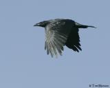 ravens_magpies_jays__crows