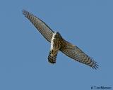 Northern Goshawk