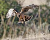 Northern Harrier