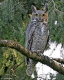 Great Horned Owl