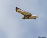 Red-tailed Hawk