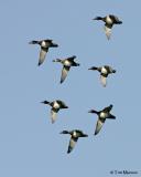 Ring-necked Ducks