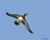 American Wigeon