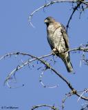 Broad-winged Hawk