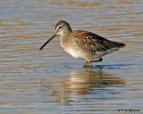 Long-billed Dowitcher