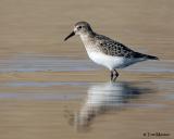 Semipalmated Sandpiper