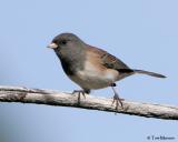 Dark-eyed Junco