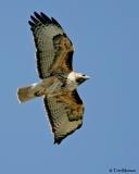 Red-tailed Hawk