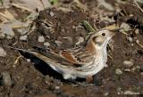 Lapland Longspur