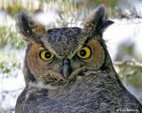 Great Horned Owl