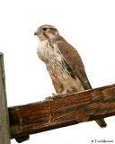 Prairie  Falcon   (full crop)