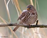 Fox Sparrow