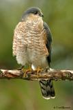 Sharp-shinned Hawk