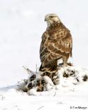 Rough-legged Hawk