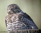 Common Nighthawk