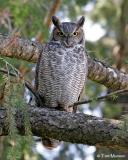 Great Horned Owl